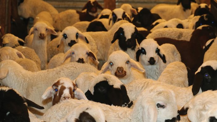 Şap hastalığı nedir?