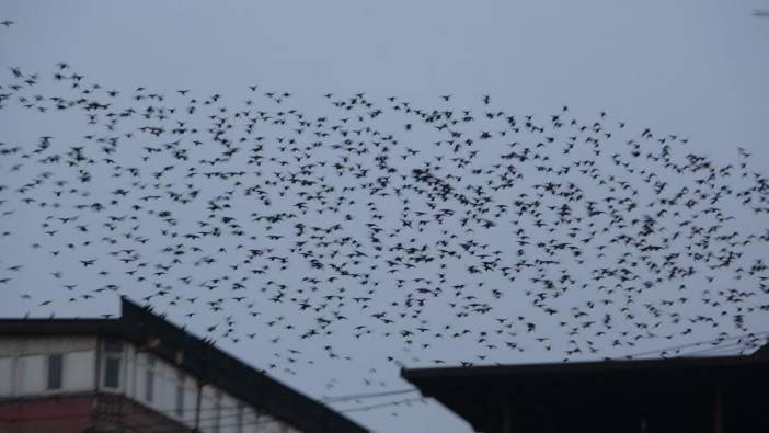 Sığırcık kuşlarından gökyüzünde dans