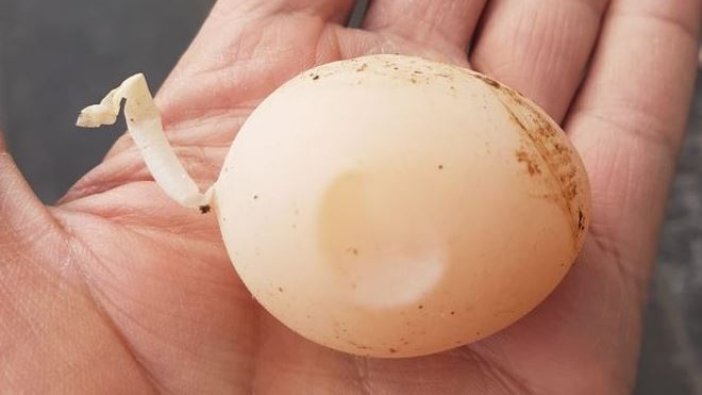 Kuyruklu yumurta görenleri şaşırttı