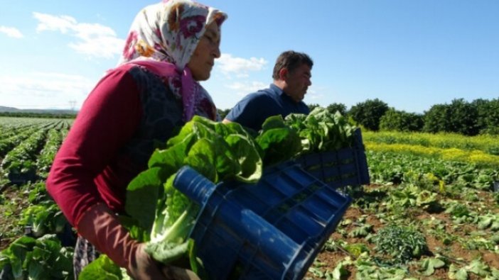 Adana'da marul hasadı başladı