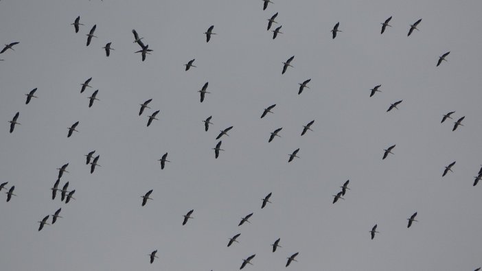 İstanbul semalarında leyleklerden görsel şölen