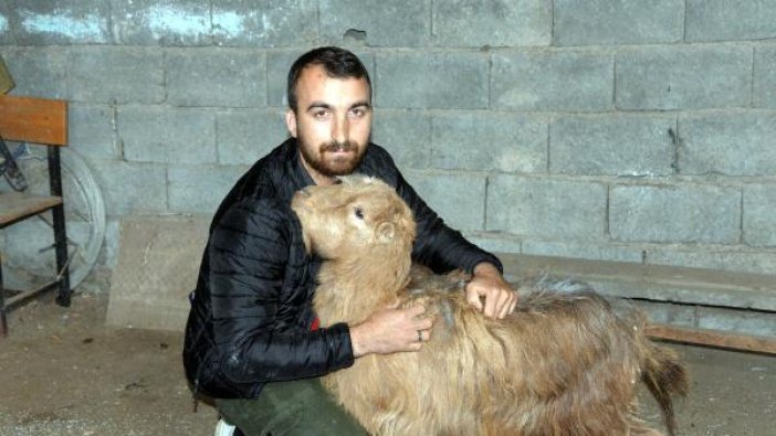 Kınalı keçi inat etti 47 gün sonra kurtuldu