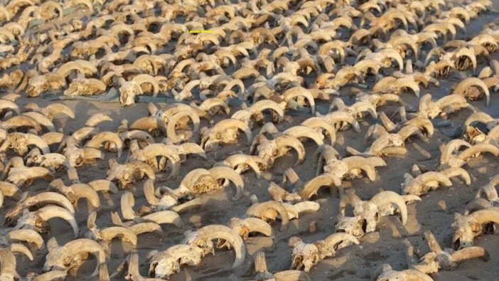 Binlerce mumyalanmış koç başı bulundu