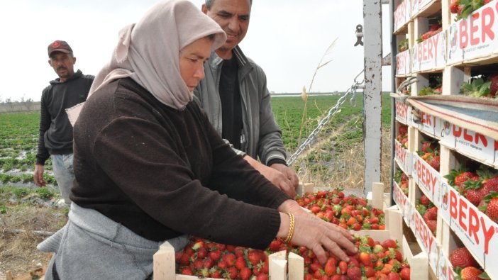 Tescilli Silifke çileği pazara çıkıyor