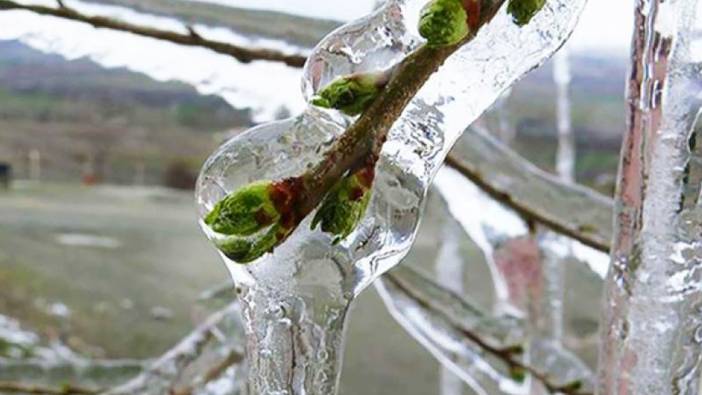 Yarına dikkat! Zirai don etkisini gösterecek...