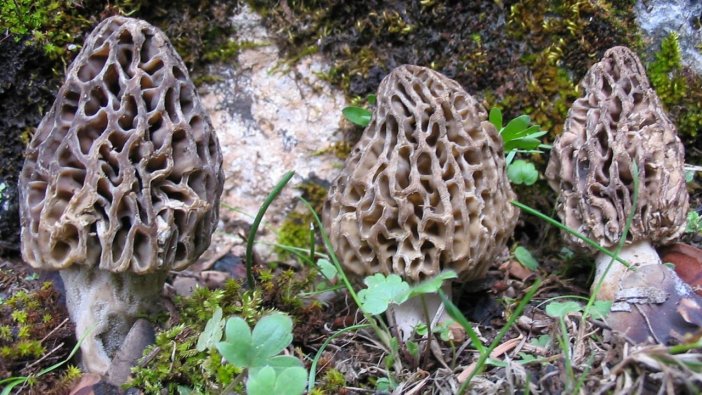 Kuzugöbeği mantarı çıkması köylüleri sevindirdi
