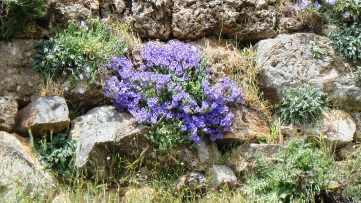 Bu çiçeklere el sürmeyin