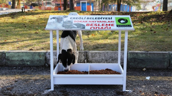 Ereğli Belediyesi sokak hayvanlarına sahip çıkıyor