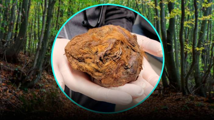 Kanada'da 30 bin yıl yaşında mumyalaşmış sincap bulundu