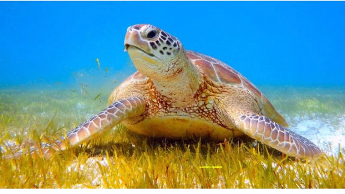 Caretta carettalar için sessizlik çağrısı