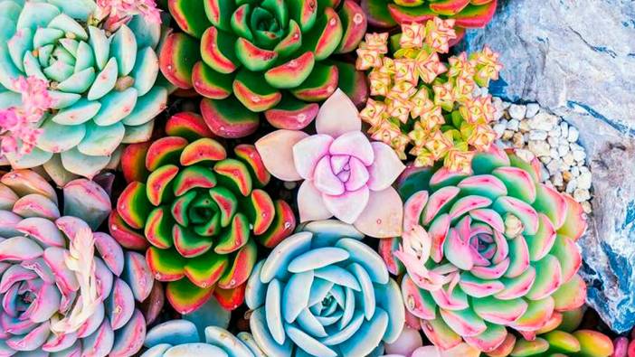 Bilim dünyasından bitkilere dair ilginç keşif: O detay ortaya çıktı!