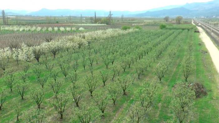 Zirai don bir bölgeyi kuruttu: Kaybımız çok büyük