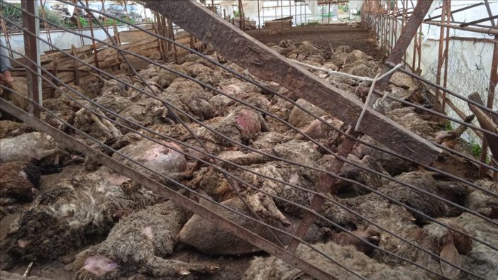 Kurtlar bir sürüyü yok etti