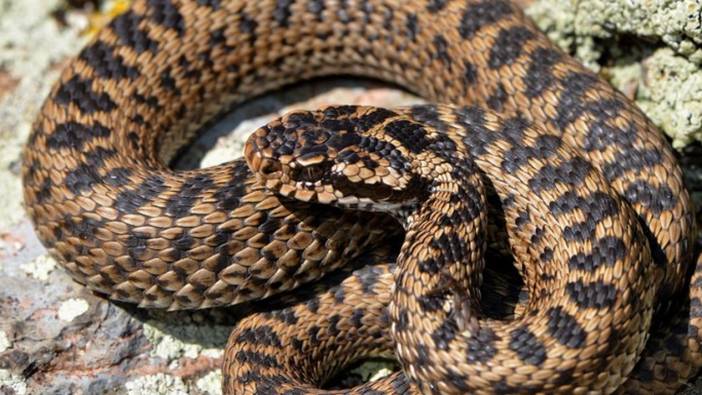 Türkiye'de engereklerin nesli tehlikede