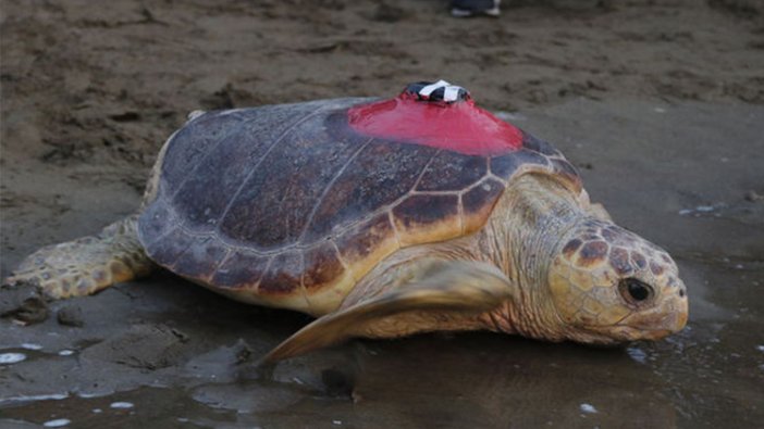 Caretta Tuba Akdeniz'de 20 bin kilometre yol kattetti