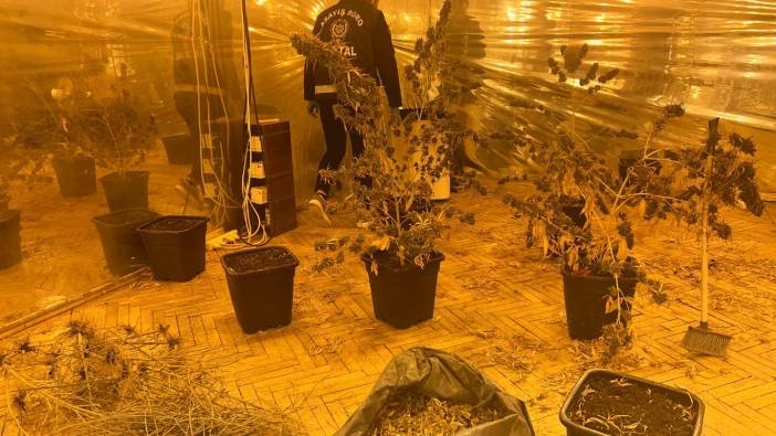 İş merkezinde marihuana serası