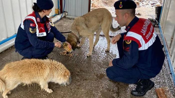 jandarma sokak hayvanlarını besledi