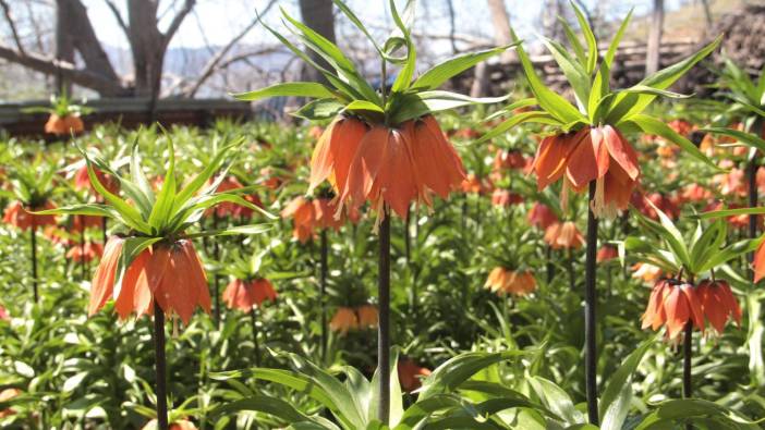 Siirt'te ters laleyi koparanlara 244 bin 315 lira ceza kesilecek