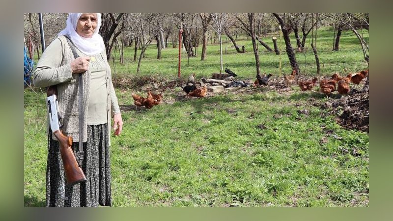 Gülistan Hanım'ın  tüfekle 'çakal' nöbeti