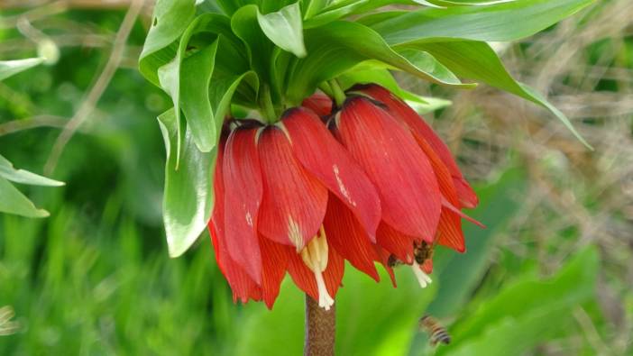 Köylüler başında nöbet tutuyor, koparmanın cezası 244 bin 315 TL