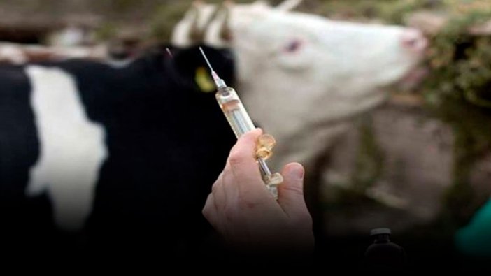 Şap hastalığında korkutan tehlike: İnsanlara bulaşıyor!