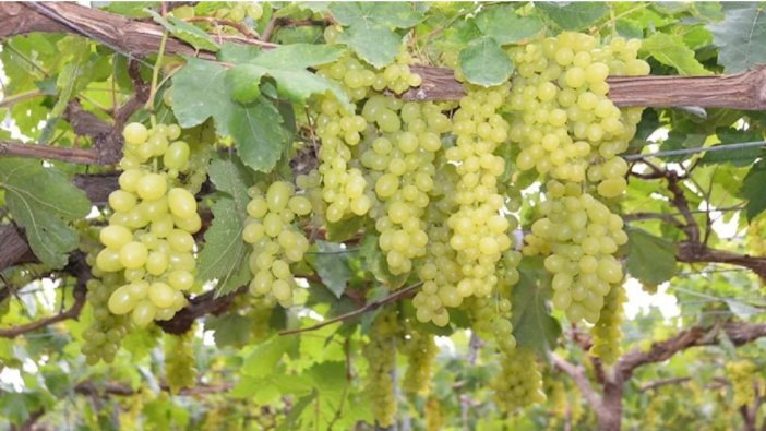 Üzüm kilosu 500 raflara çıkmaya başladı