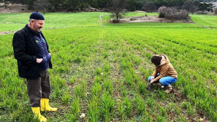 Kütahya'da sertifikalı buğday ve arpa tohumları kontrolü