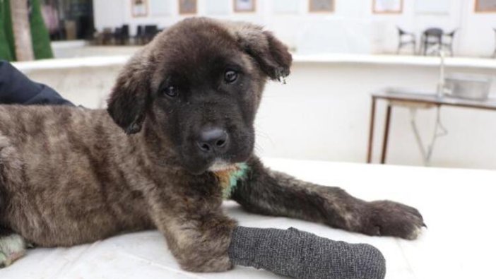 Mucize tedavi altına alındı