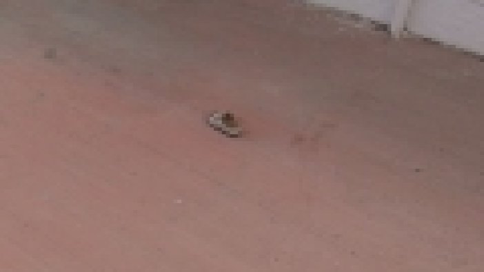 Yeni taşındığı evinin camından düştü hayatını kaybetti 