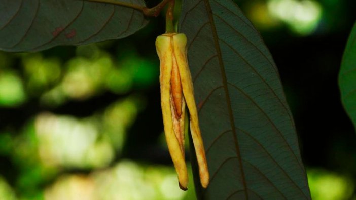 Tayland’da yeni bir çiçekli bitki türü keşfedildi