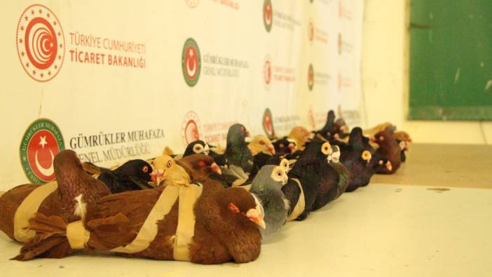 Kapıkule'de 44 güvercin ele geçirildi