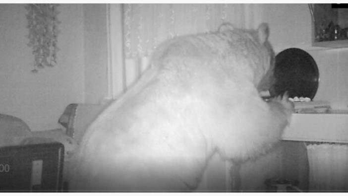 Kış uykusuna yatmayan ayı yayla evlerini tarumar etti