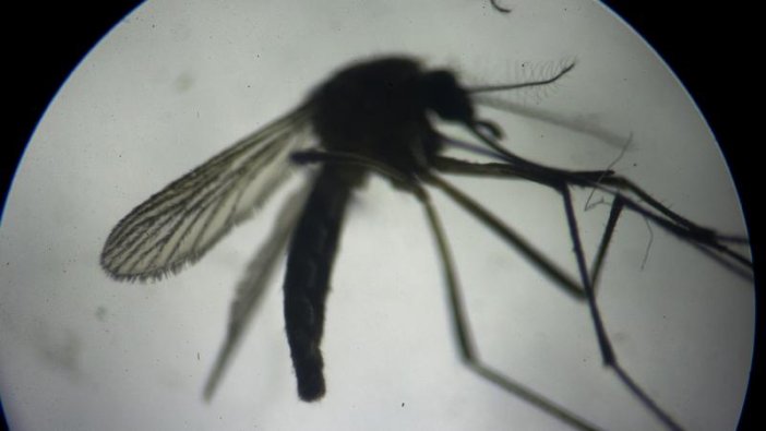 Sıtmayı daha hızlı bulaştıran sivrisinek türü bir ülke daha görüldü