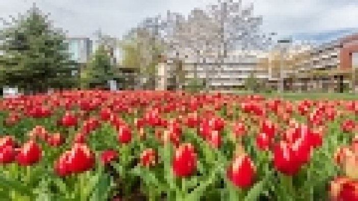 Kayseri'de renk cümbüşü 