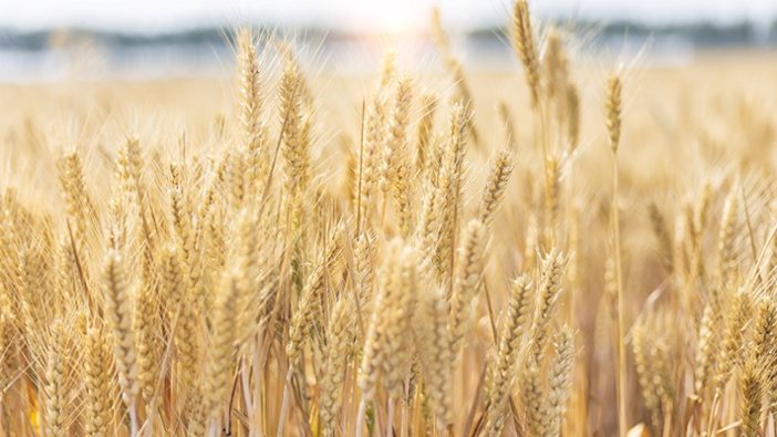 Tahıl ithalatına yasak