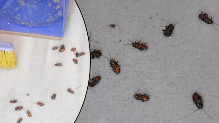 Kocaeli'de geceleri evlere dadandılar