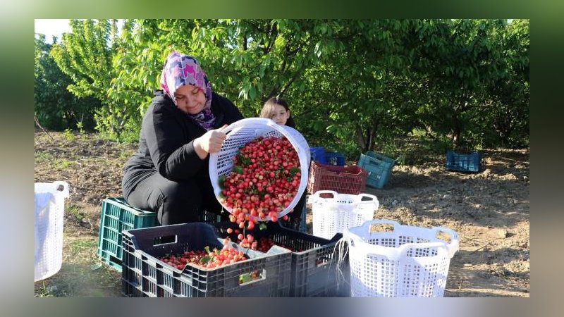 İlk kirazın fiyatı dudak uçuklattı