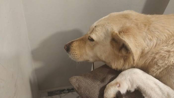 Üsküdar'da sokak köpeğine silahlı saldırı