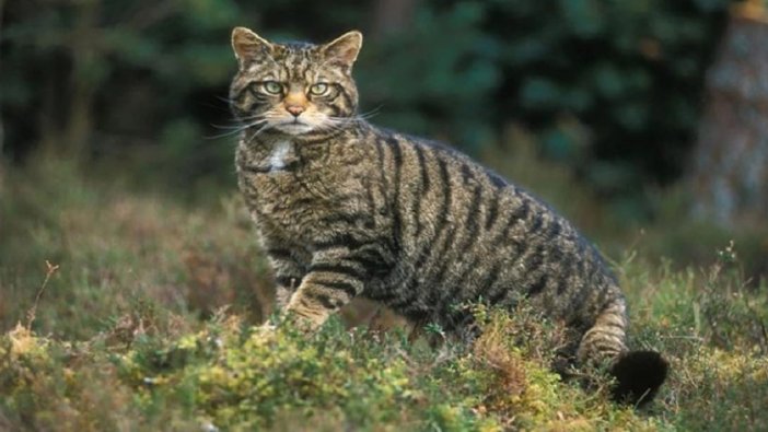 ‘Kedi öldürme yarışması’ iptal edildi