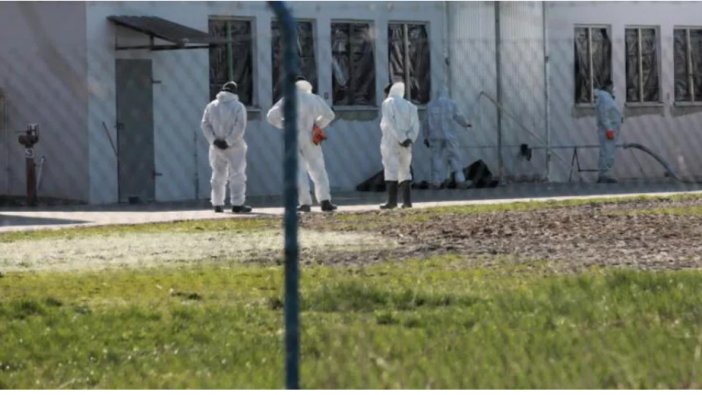 Kuş gribi yine hortladı! Binlerce ördek itlaf edilecek