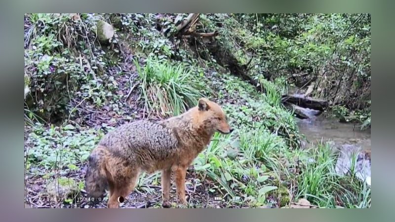 Kastamonu'da yaban hayvanları kameraya yansıdı