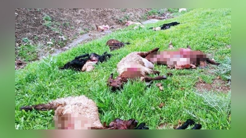 Şırnak’ta kurtlar 30 koyunu öldürdü