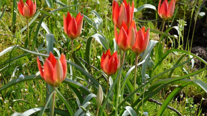 O çiçeği koparan yandı