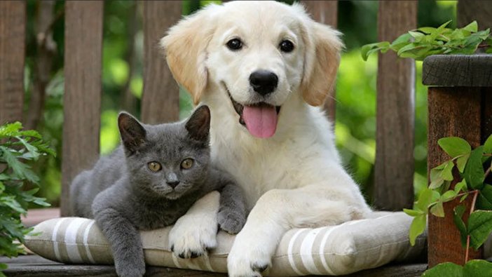 Evcil hayvan sahipleri dikkat