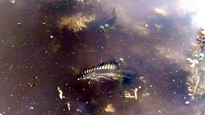 Bursa'da tuhaf canlı