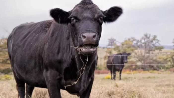 12 yaşındaki çocuğu öldüren inek tutuklandı