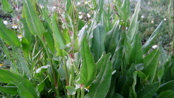 Kurt kulağı faydaları saymakla bitmiyor