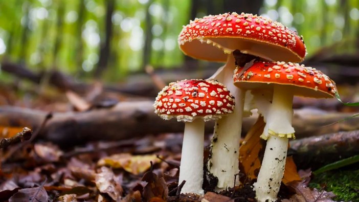 Mantar zehirlenmelerine dikkat: Hangi dönemlerde ortaya çıktığı belli oldu!