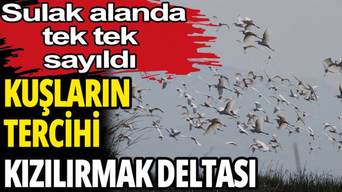 Türkiye'de su kuşu sayımı yapıldı