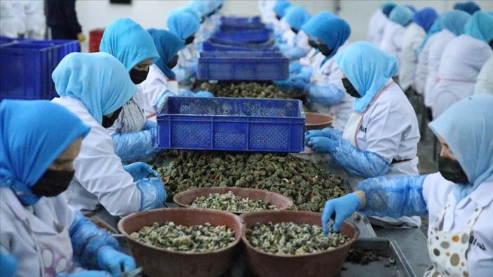 Deniz salyangozu 5,6 milyon dolar kazandırdı